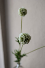 Blomst Scabiosa Hvit