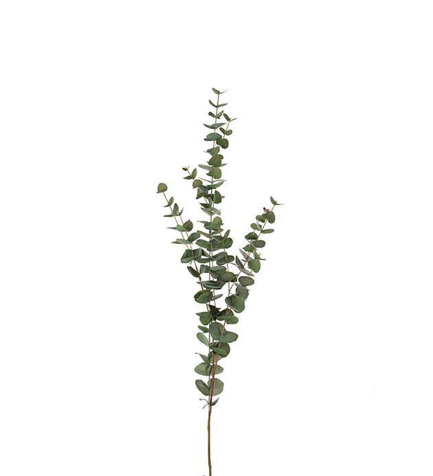 Eucalyptus 120 cm